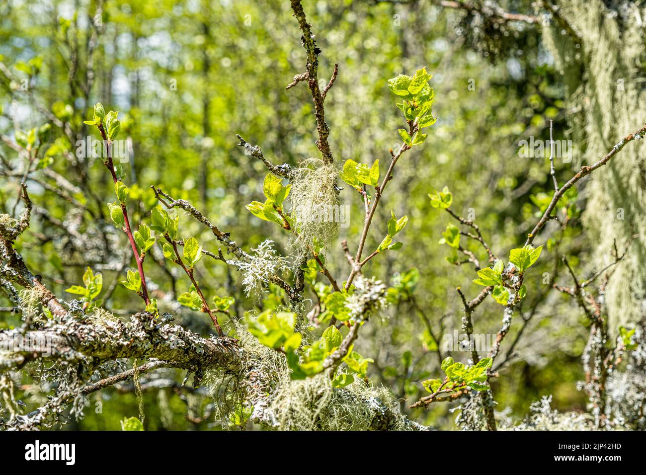 Strohbartflechten, andere Pilze und Moos auf dem Ast Stockfoto