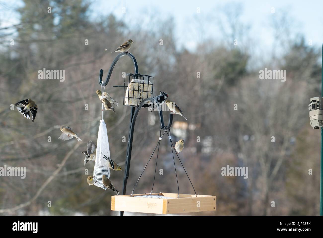 Eine Nahaufnahme einer Gruppe von Vögeln, die sich um einen Futterhäuschen an einem Straßenmast versammelt haben Stockfoto