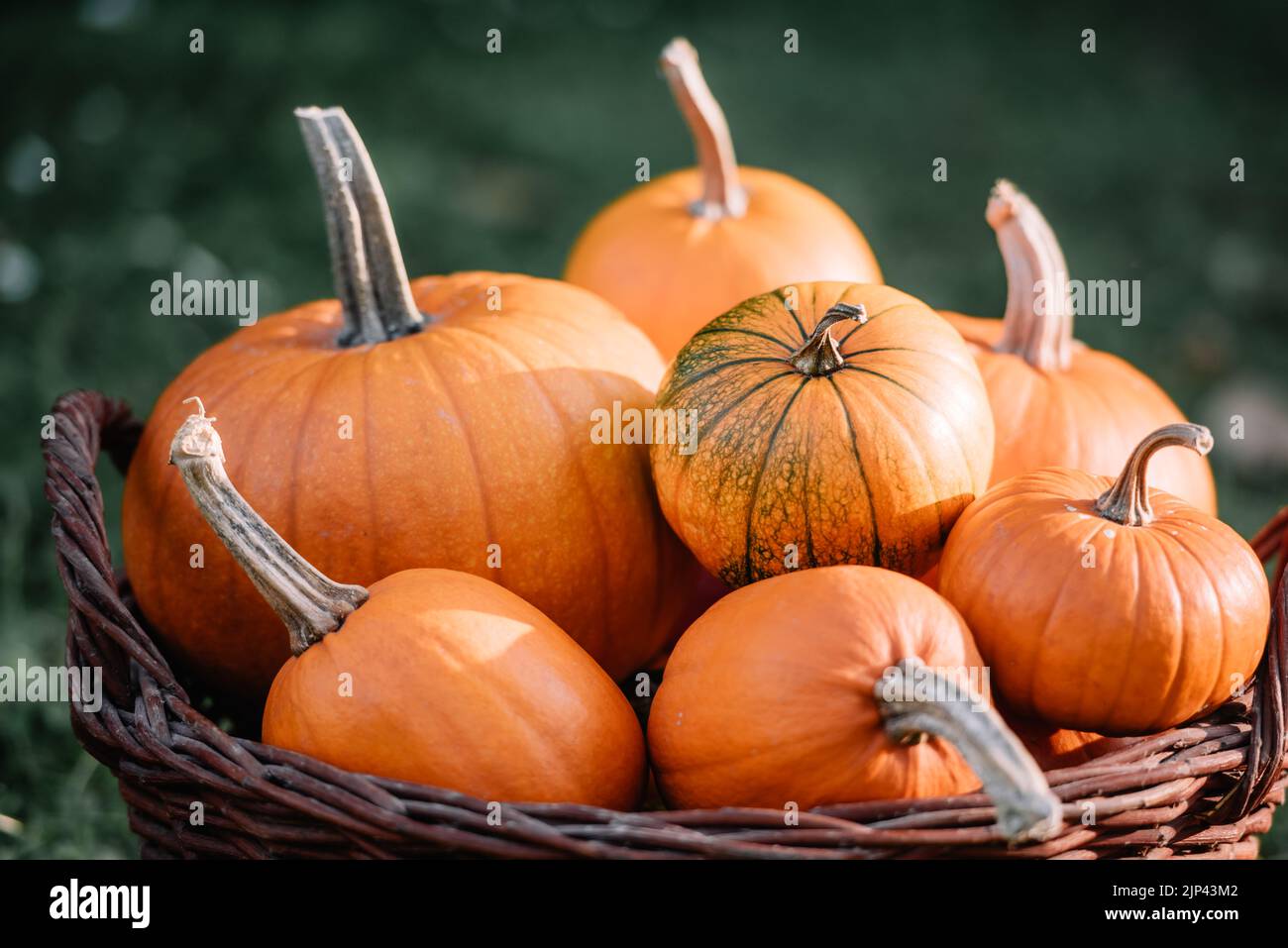 Verschiedene Arten von Kürbissen im Gartenkorb. Halloween und Danksagefest und Herbst Ernte Hintergrund Stockfoto