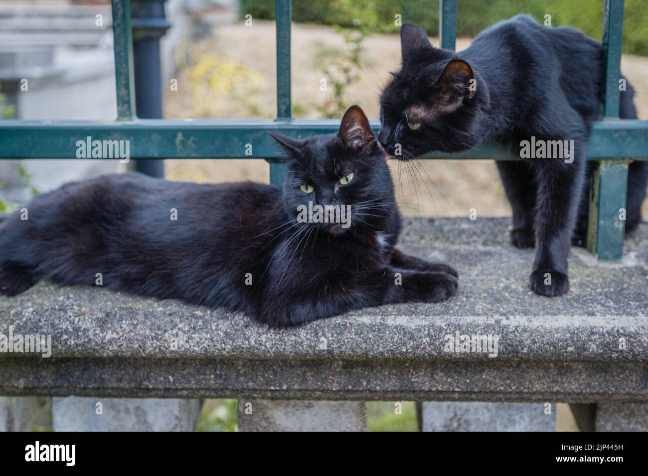 Niedliche Katzen entspannen und zeigen Zuneigung im Freien in der Londoner Sommersonne und Hitze. Stockfoto