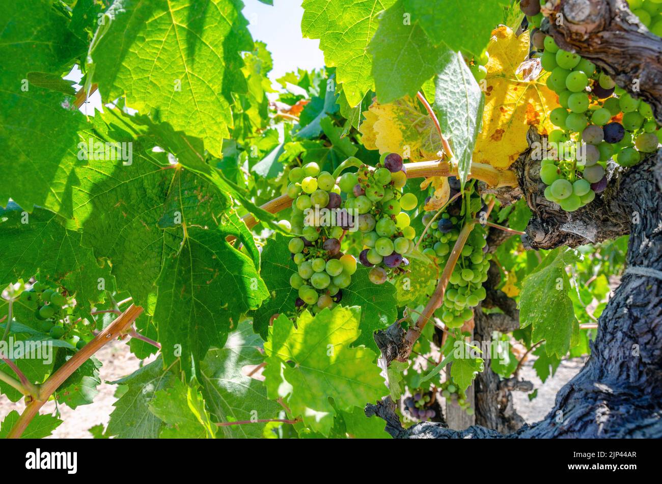 Trauben reifen auf Reben, die Trauben für die Weinherstellung im Napa Valley in Kalifornien, USA, anbauen Stockfoto