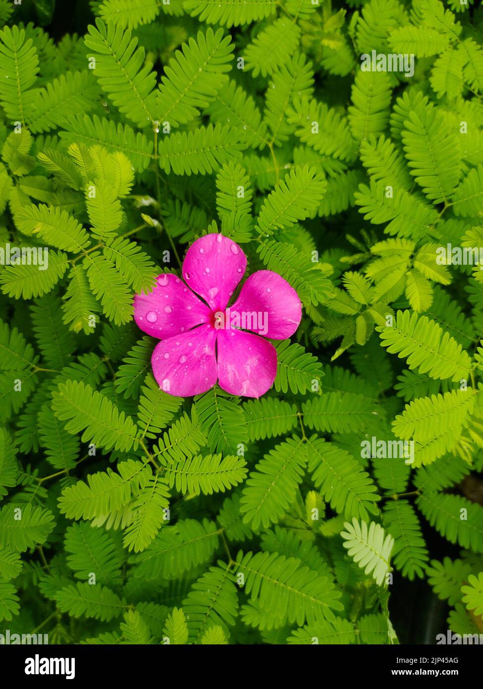 Eine vertikale Ansicht der feuchten lila Madagaskar Periwinkle Blume von oben, umgeben von üppigen grünen Farnen Stockfoto