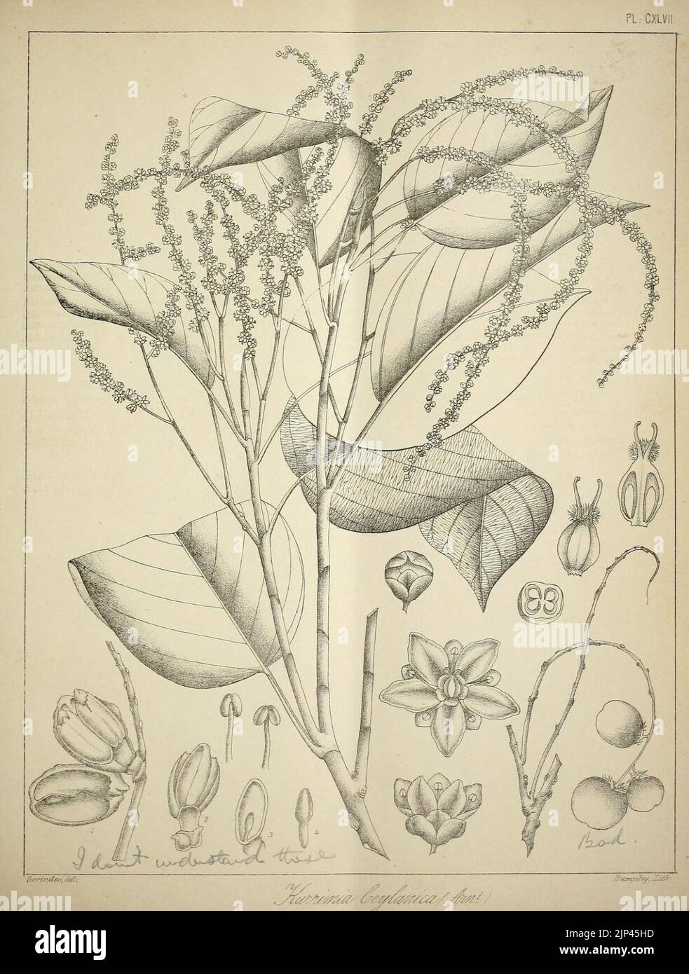 Die flora sylvatica für Südindien (PL. CXLVII) (6966817245) Stockfoto