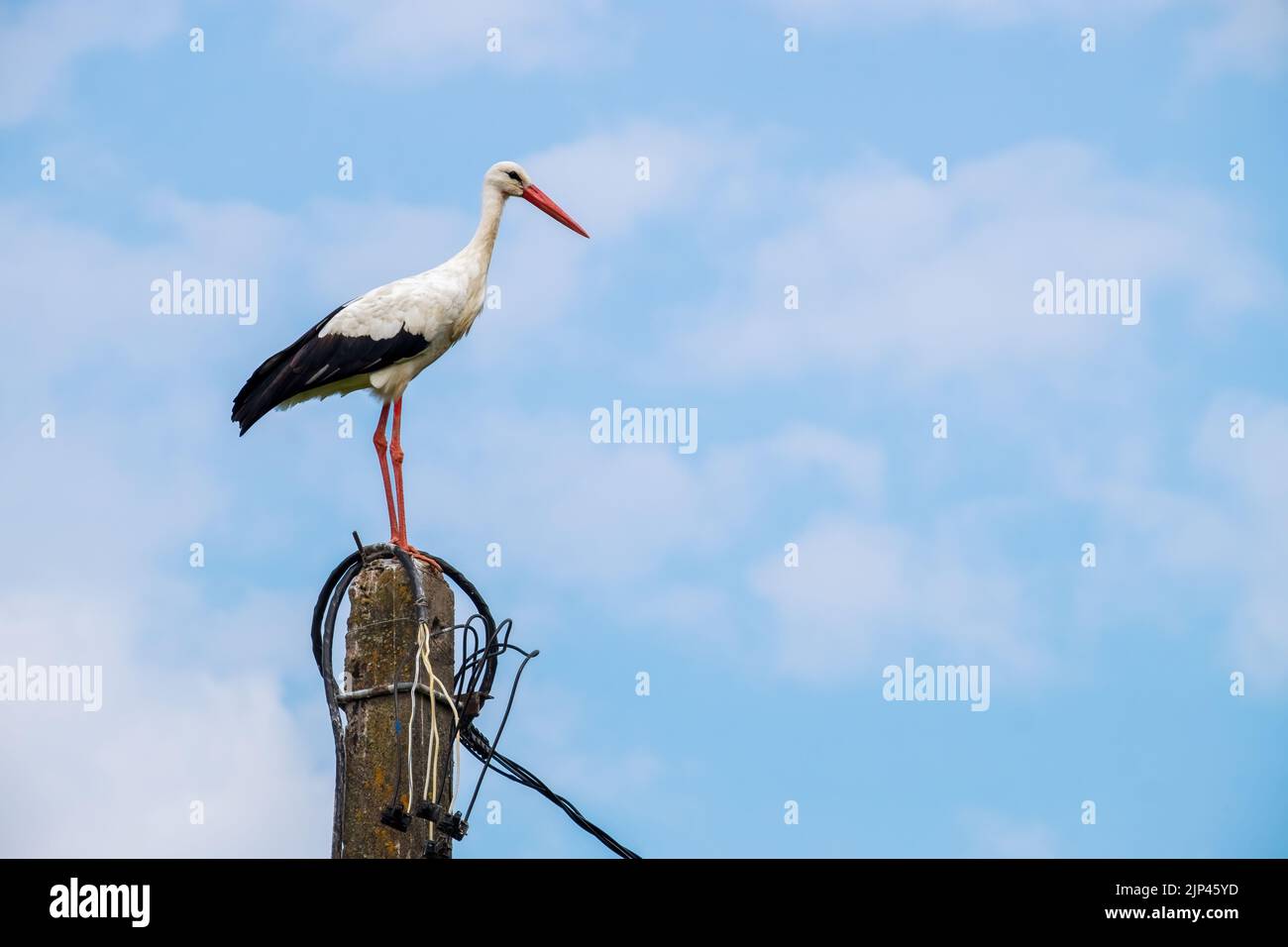 Storch. Großer weißer Vogel im durchgehenden Profil Stockfoto