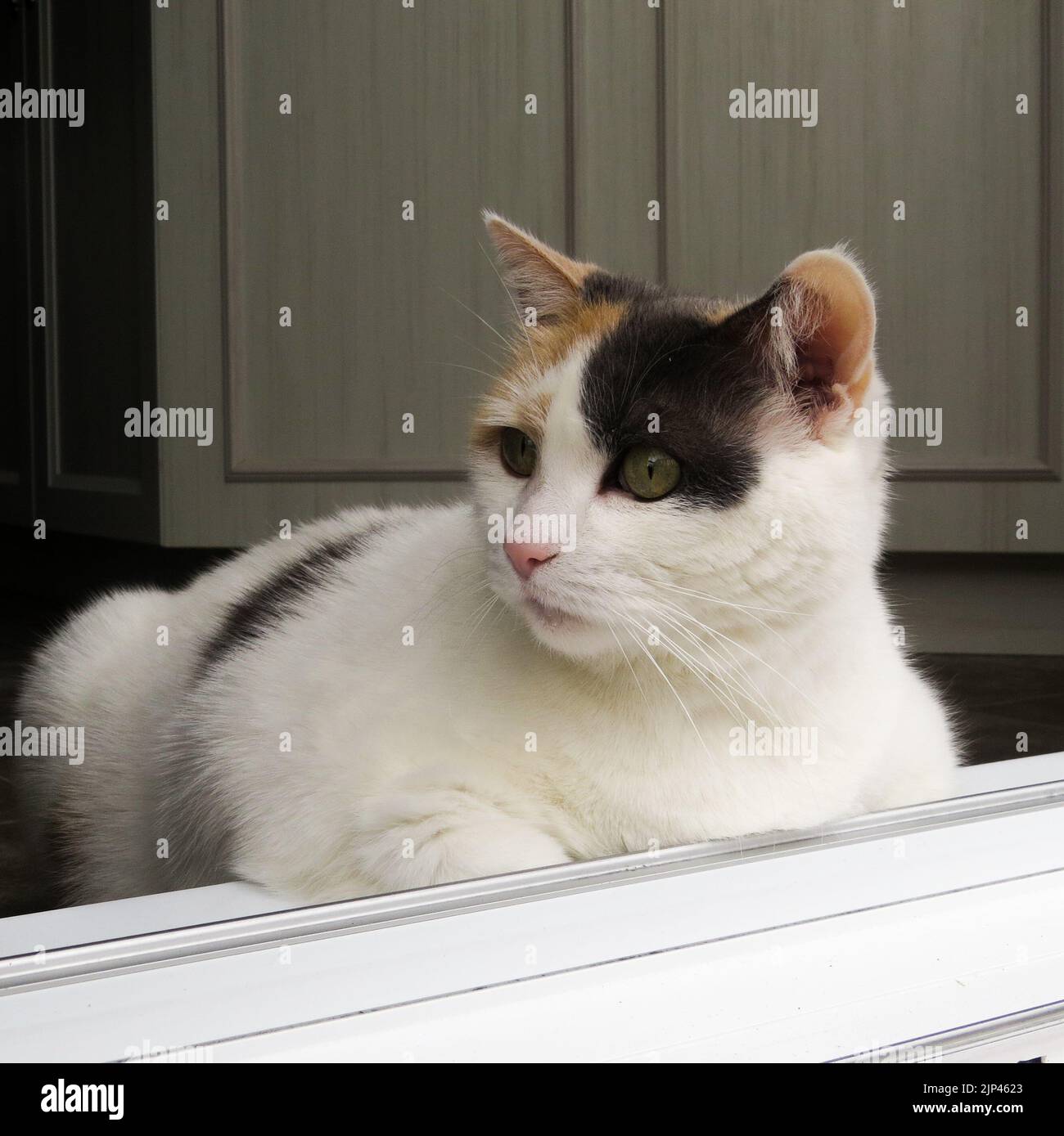 Eine Katze hängt an der Hintertür Stockfoto