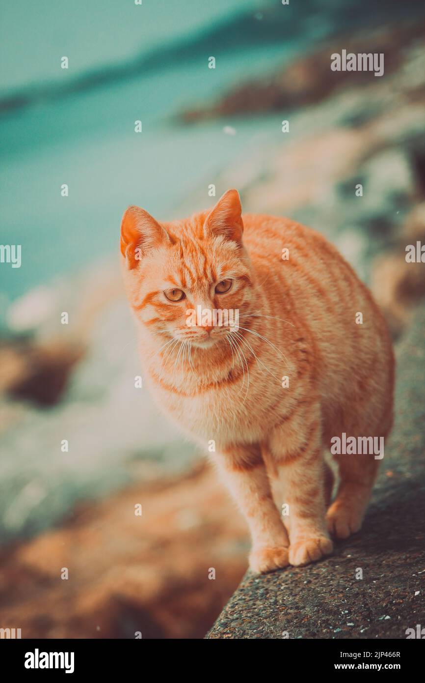 Eine gelbe Katze konzentrierte sich auf das Ziel an der Wand am Meer Stockfoto