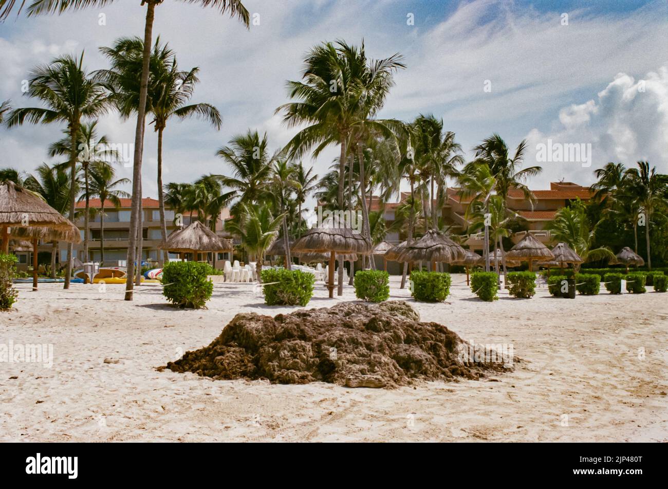 Im August 2022 wurde in Puerto Aventuras Quintana Roo, Mexiko, ein geharkt aus Sargassum-Algen vor einem Luxusresort gestapelt. Stockfoto