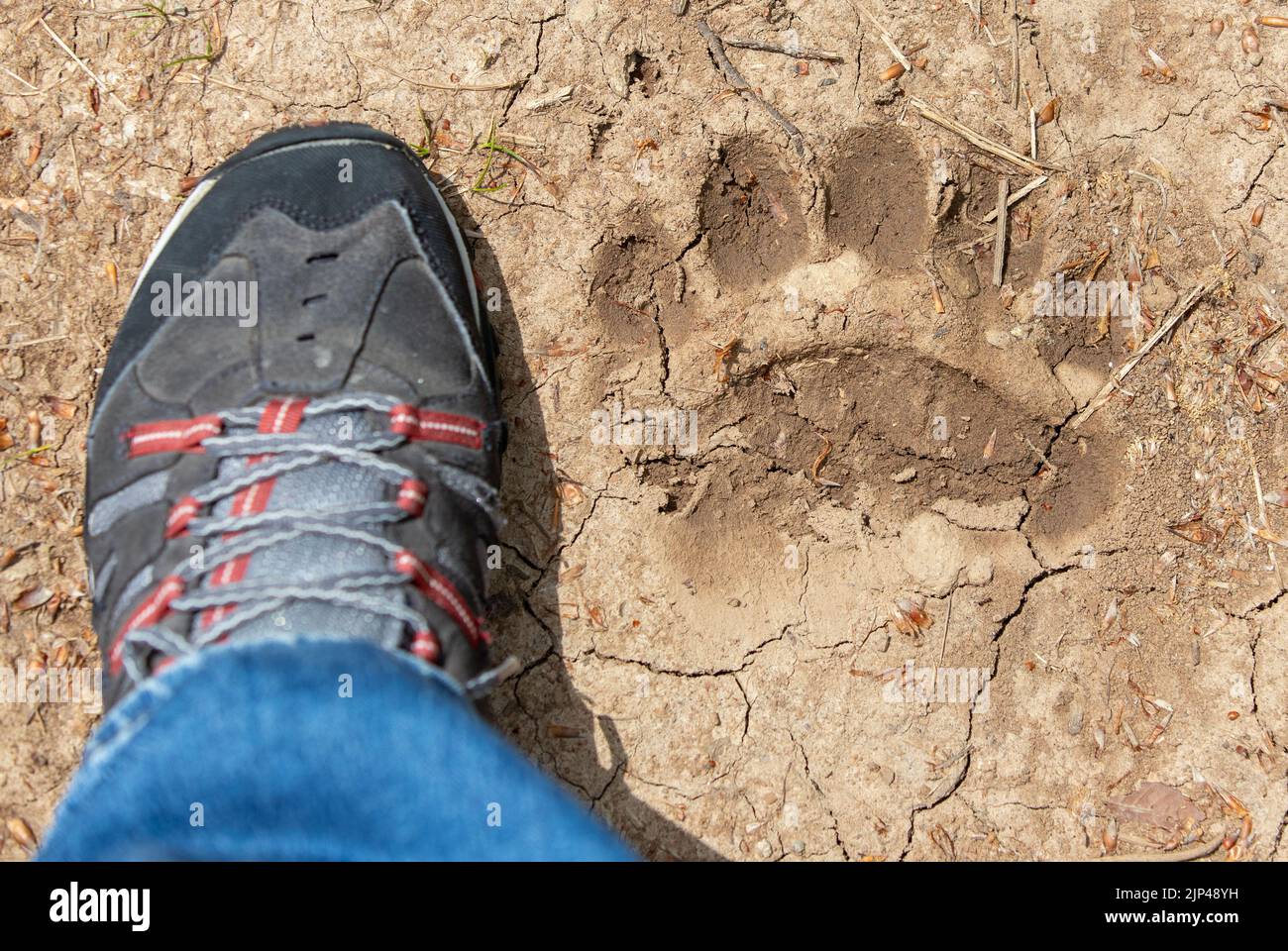 Ein Blick von oben auf den menschlichen Schuh neben dem Bärenfußabdruck auf dem zerrissenen Boden Stockfoto