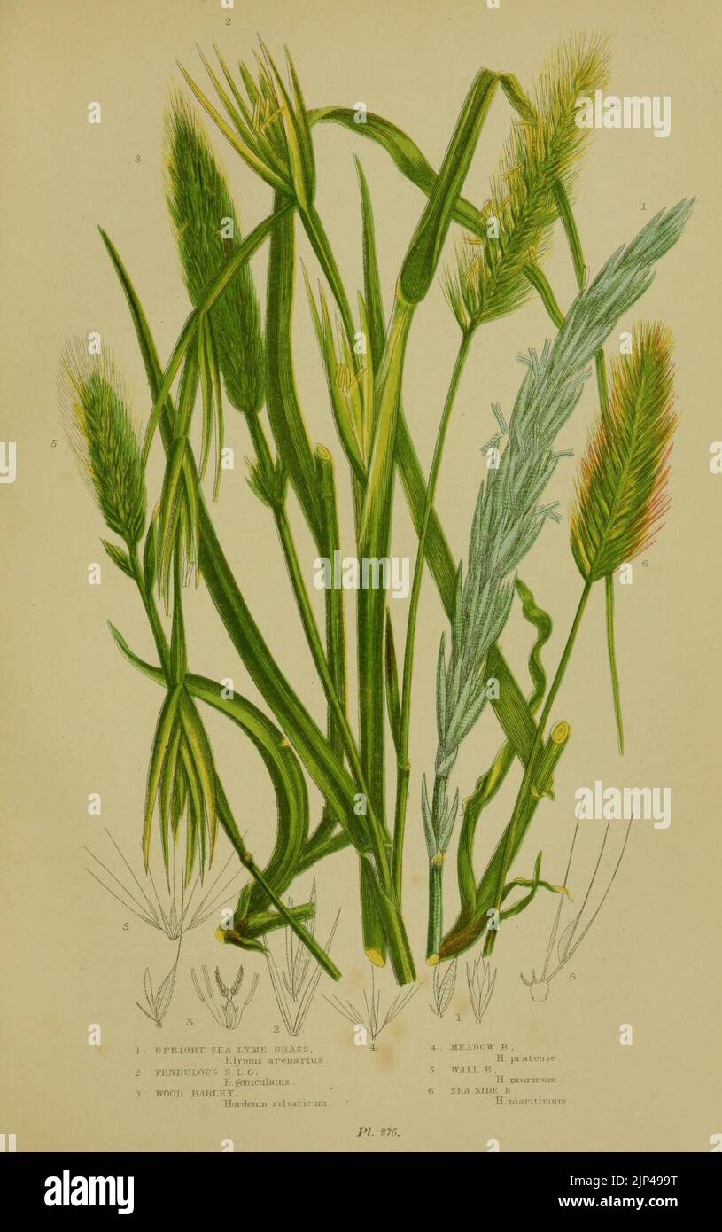 Die blühenden Pflanzen, Gräser, Seggen und Farne Großbritanniens (Pl. 275) Stockfoto