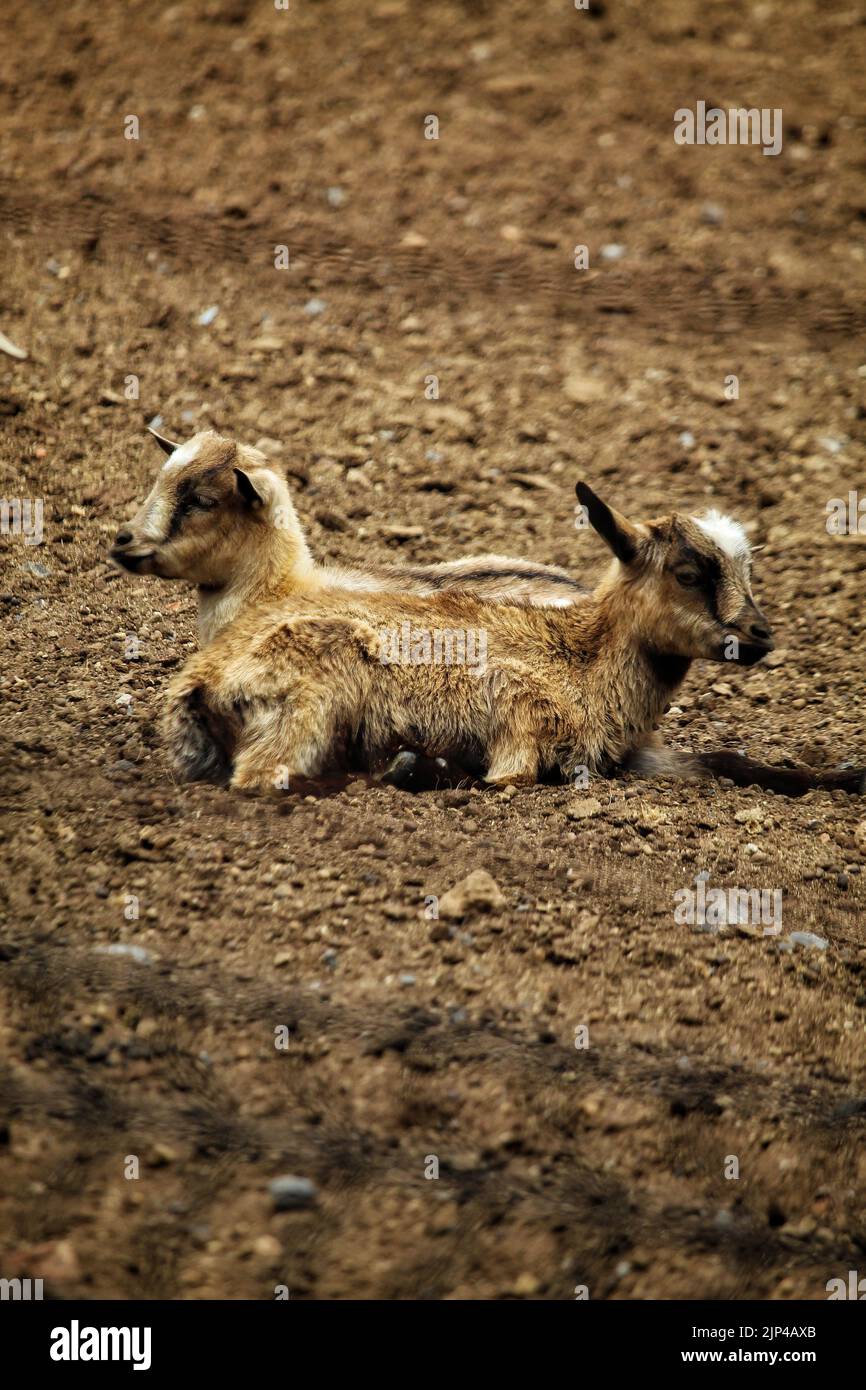 Die vertikale Ansicht von zwei amerikanischen Zwergziegen auf dem Boden Stockfoto