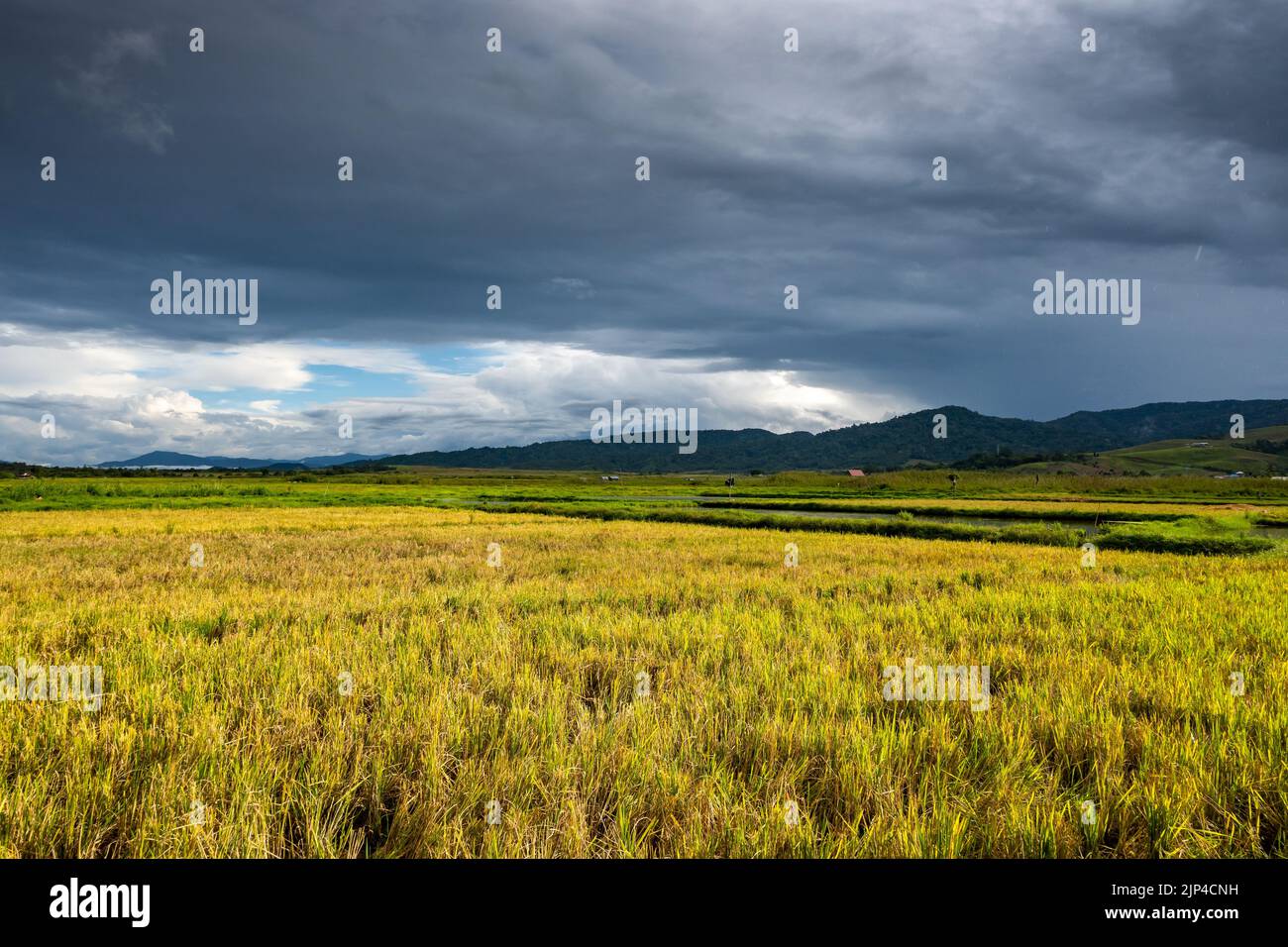 Dunkle Wolken über goldenem Reisfeld. Sulawesi, Indonesien. Stockfoto