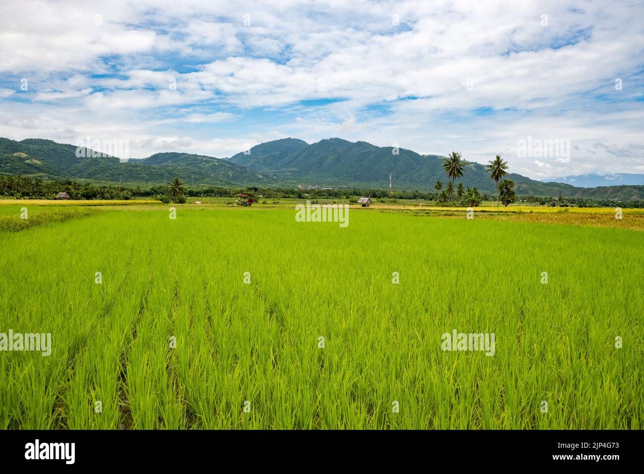 Reisfelder. Sulawesi, Indonesien. Stockfoto
