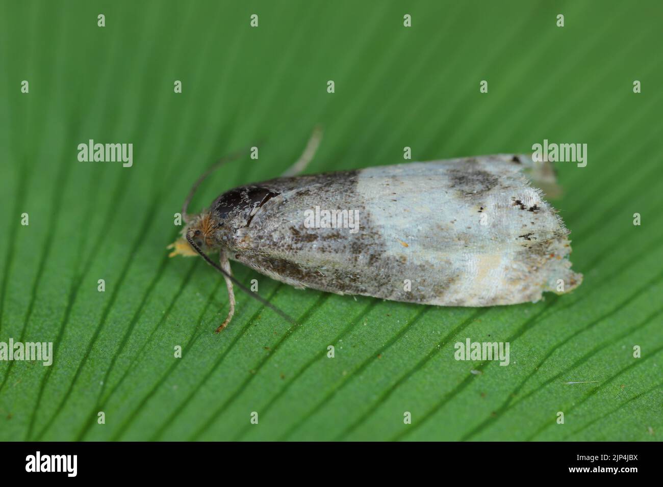 Erwachsener Tortricide Leafroller Moth der Familie Tortricidae. Stockfoto