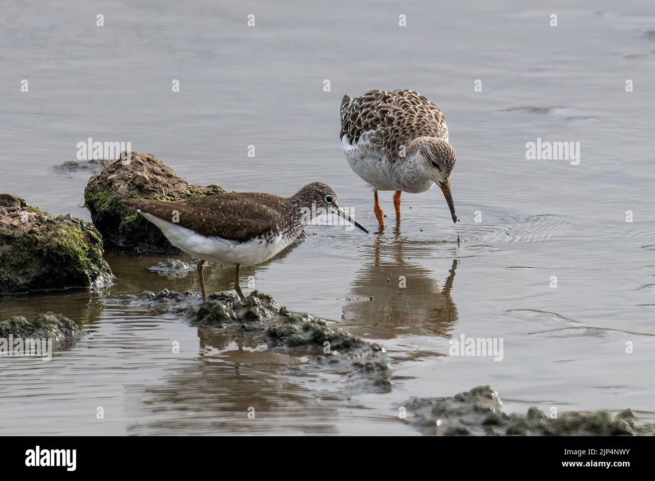 Grüner Sandpiper (Tringa ochropus) mit Ruff (Philomachus pugnax) Stockfoto