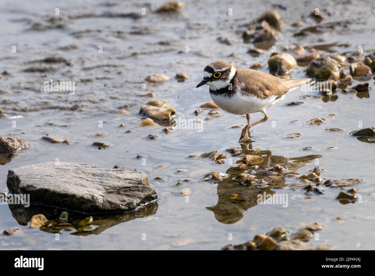 Flussregenpfeifer (Charadrius Dubius) Stockfoto