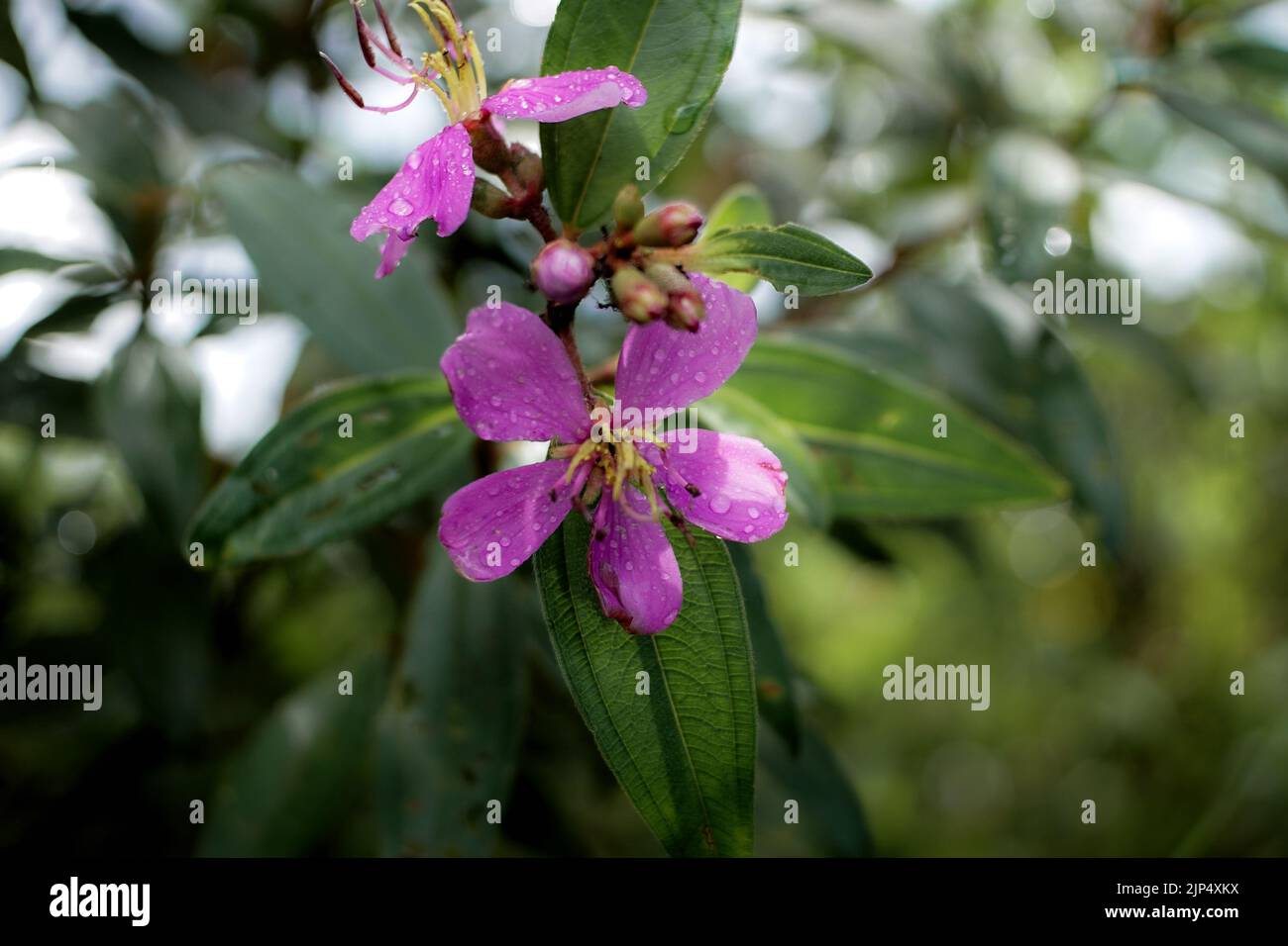 Eine Nahaufnahme von blühenden lila Wildblumen, die mit Tau-Tropfen nass sind Stockfoto