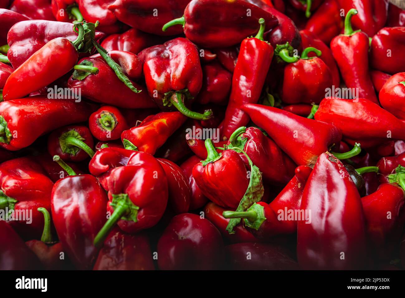 Paprikaschoten-Gruppe. Nahaufnahme von frischen roten Paprikaschoten auf einem Bauernmarkt. Selektiver Fokus. Stockfoto