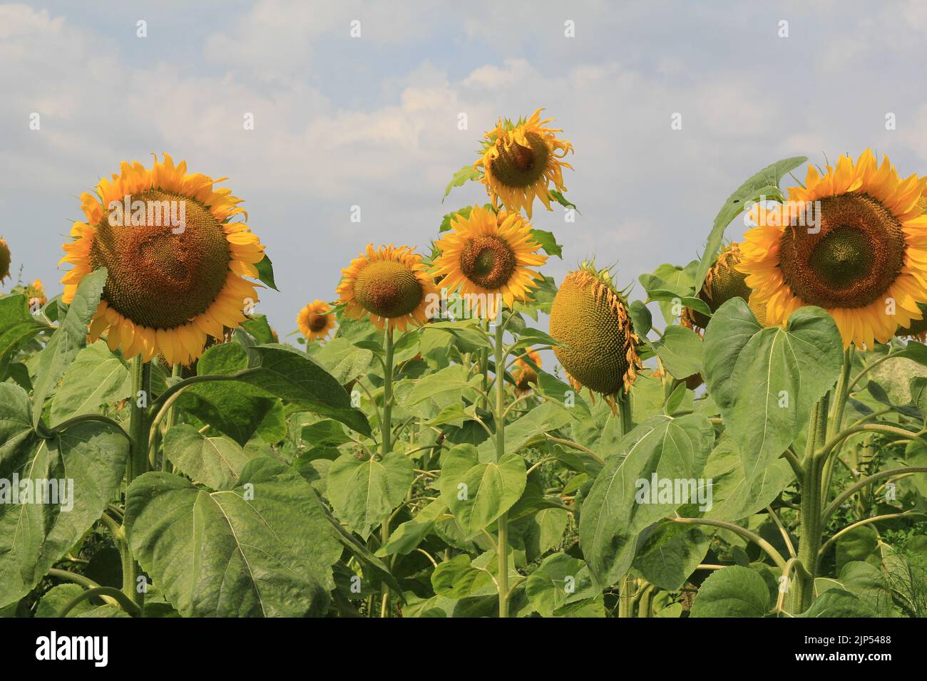 Eine Gruppe großer gelber Sonnenblumen mit grünen Blättern und einem blauen Himmel mit Wolken im Sommer Stockfoto