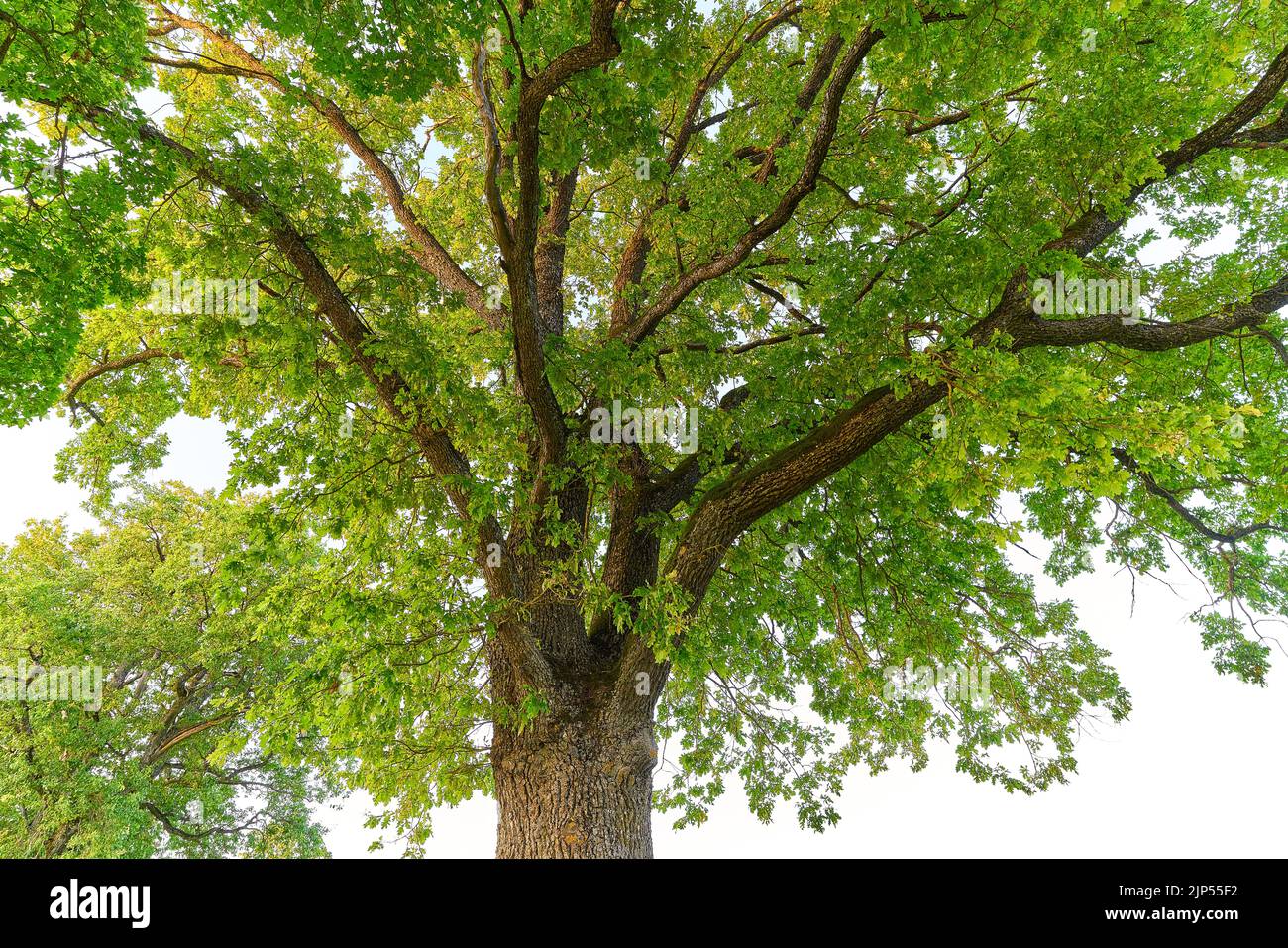 Eiche in voller Blatt im Sommer allein stehend Stockfoto