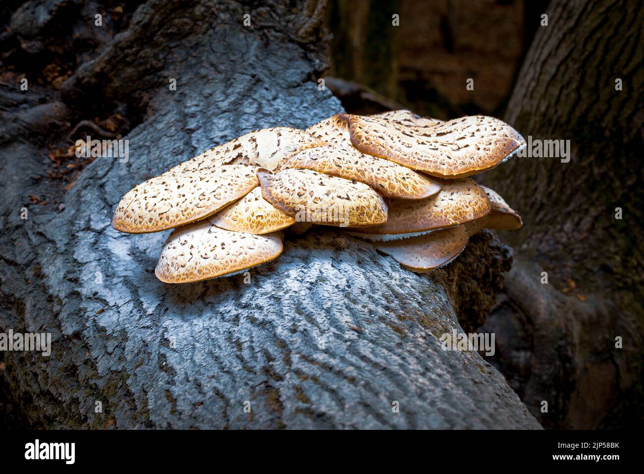 Dryad’s Saddle, der größte Pilzkopf in Großbritannien, der Anfang des Jahres beginnt und manchmal bis zum Ende des Sommers andauert. Stockfoto