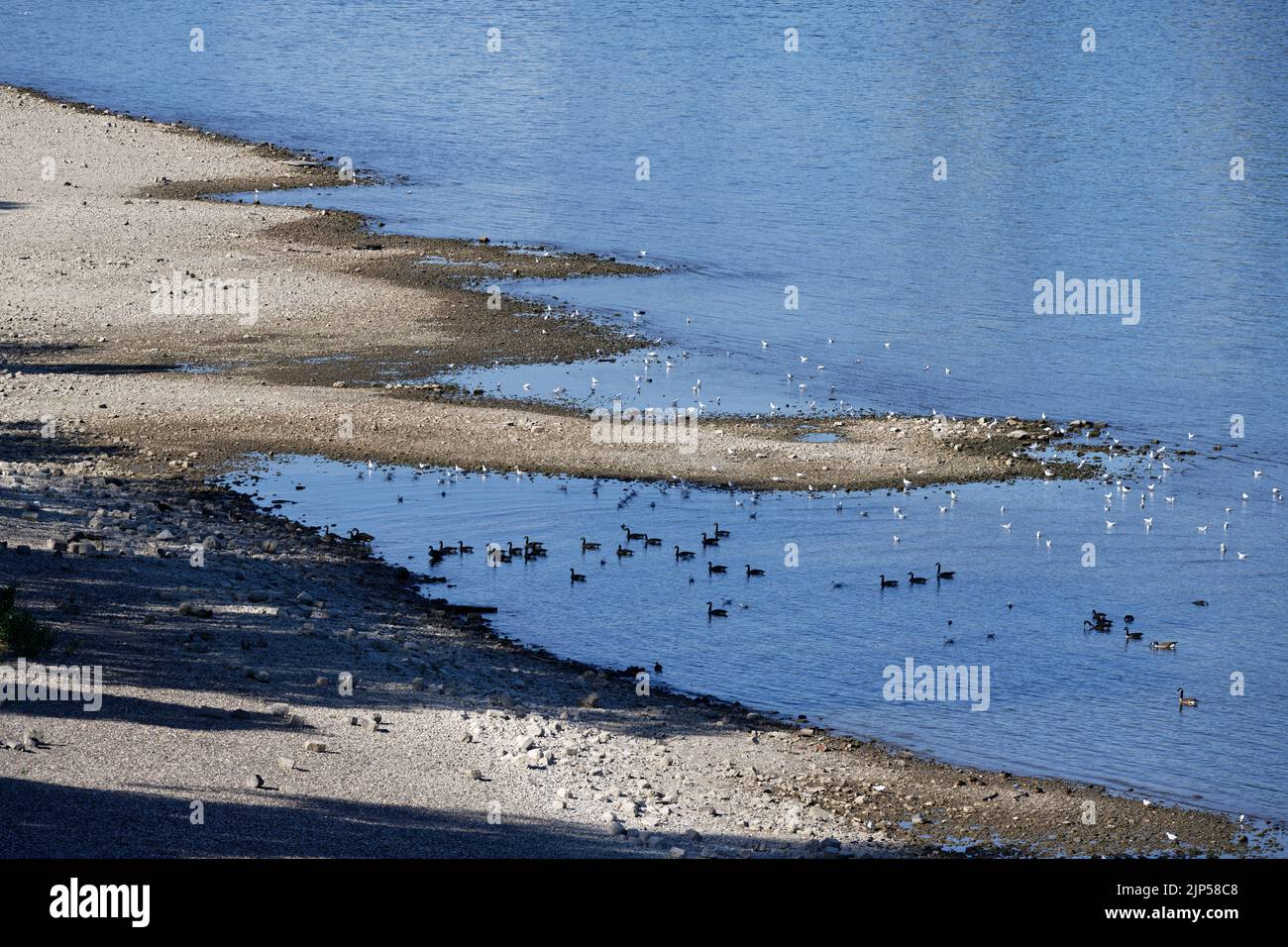 Sinkende Wasserstände auf dem rhein bei köln august 2022 Stockfoto