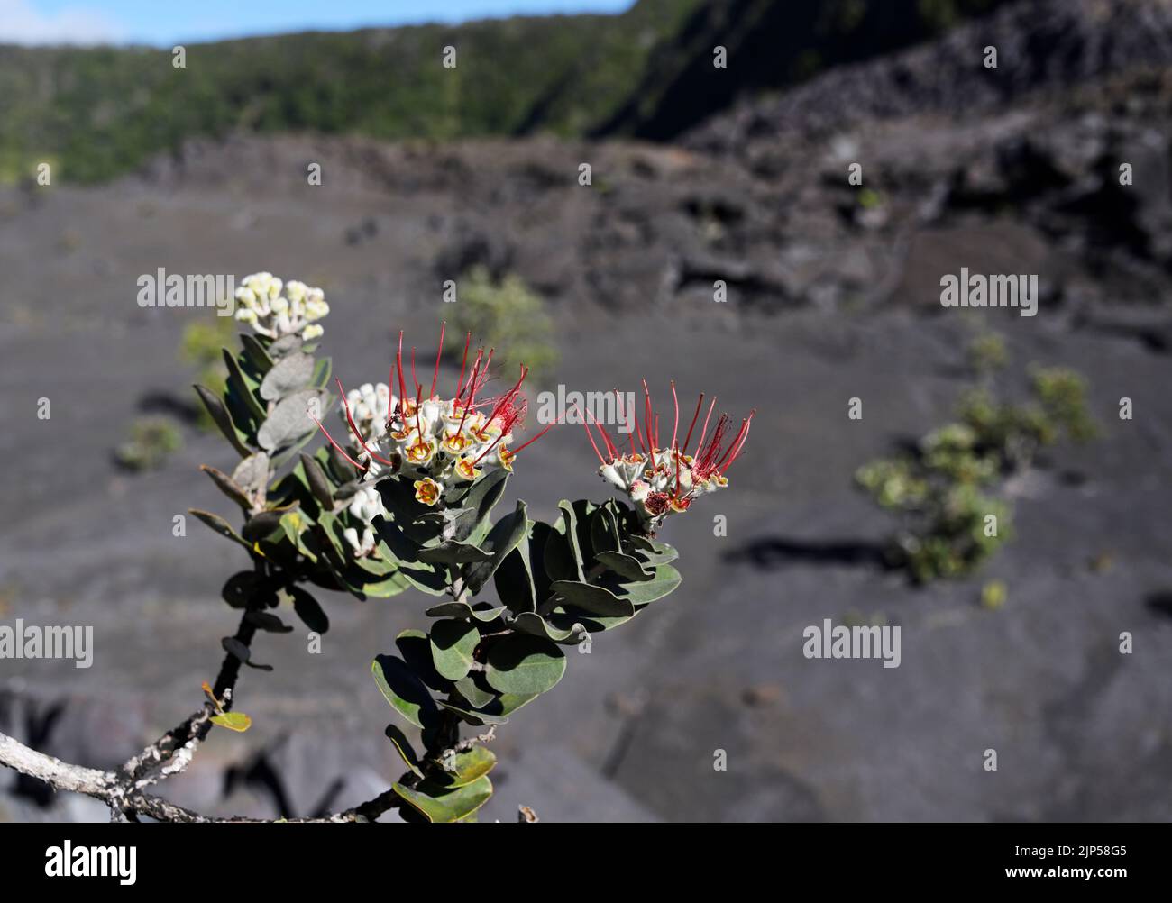 Ohia Lehua Baum, Kilauea Iki Krater, Hawaii Volcanoes National Park Stockfoto