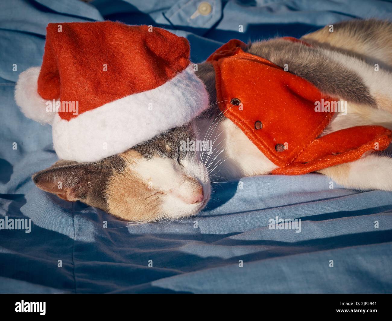 Ruhende Katze trägt einen Weihnachtsmann Weihnachtsmütze Stockfoto