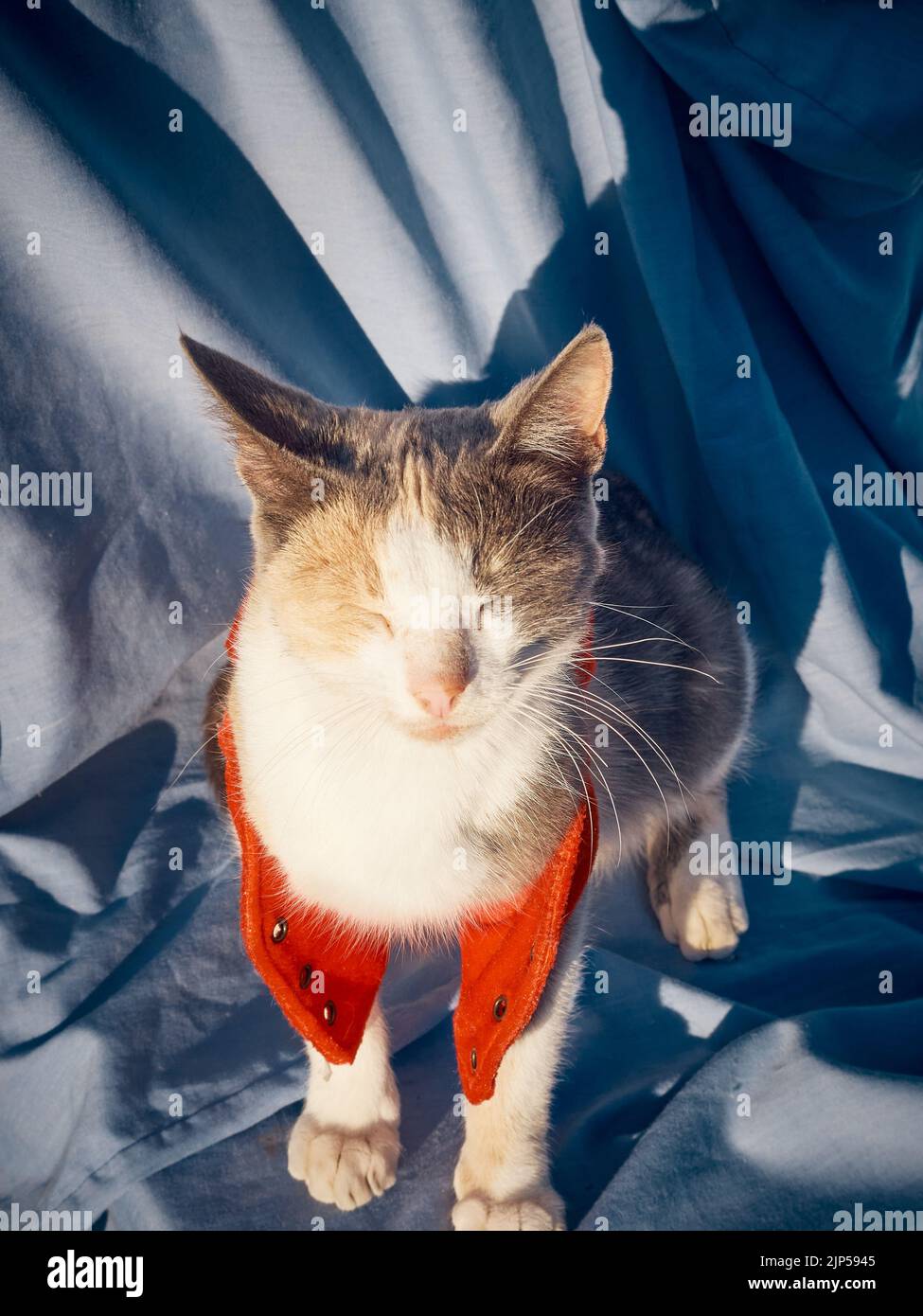 Ruhende Weihnachtskatze auf blauem Hintergrund. Stockfoto