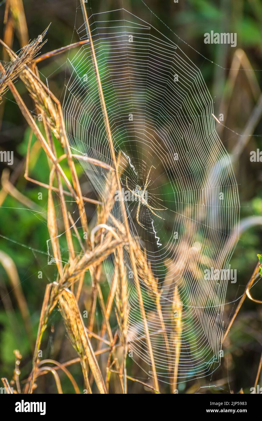 Orb Spider Web - Morning Dew - Sonnenaufgang Stockfoto