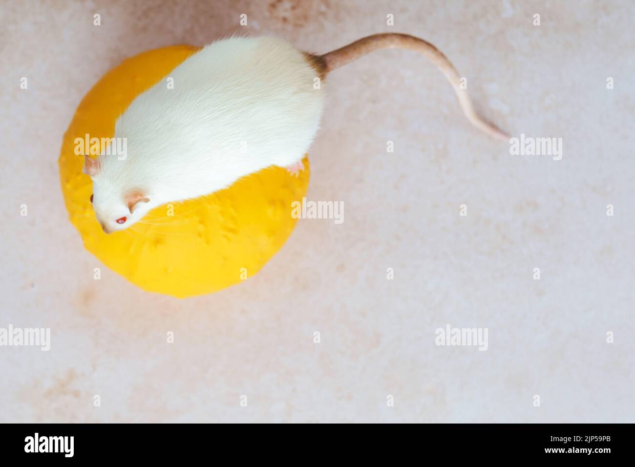 Weiße Herbstratte sitzt auf einem Kürbis. Herbstsaison der Ratten. Draufsicht Stockfoto