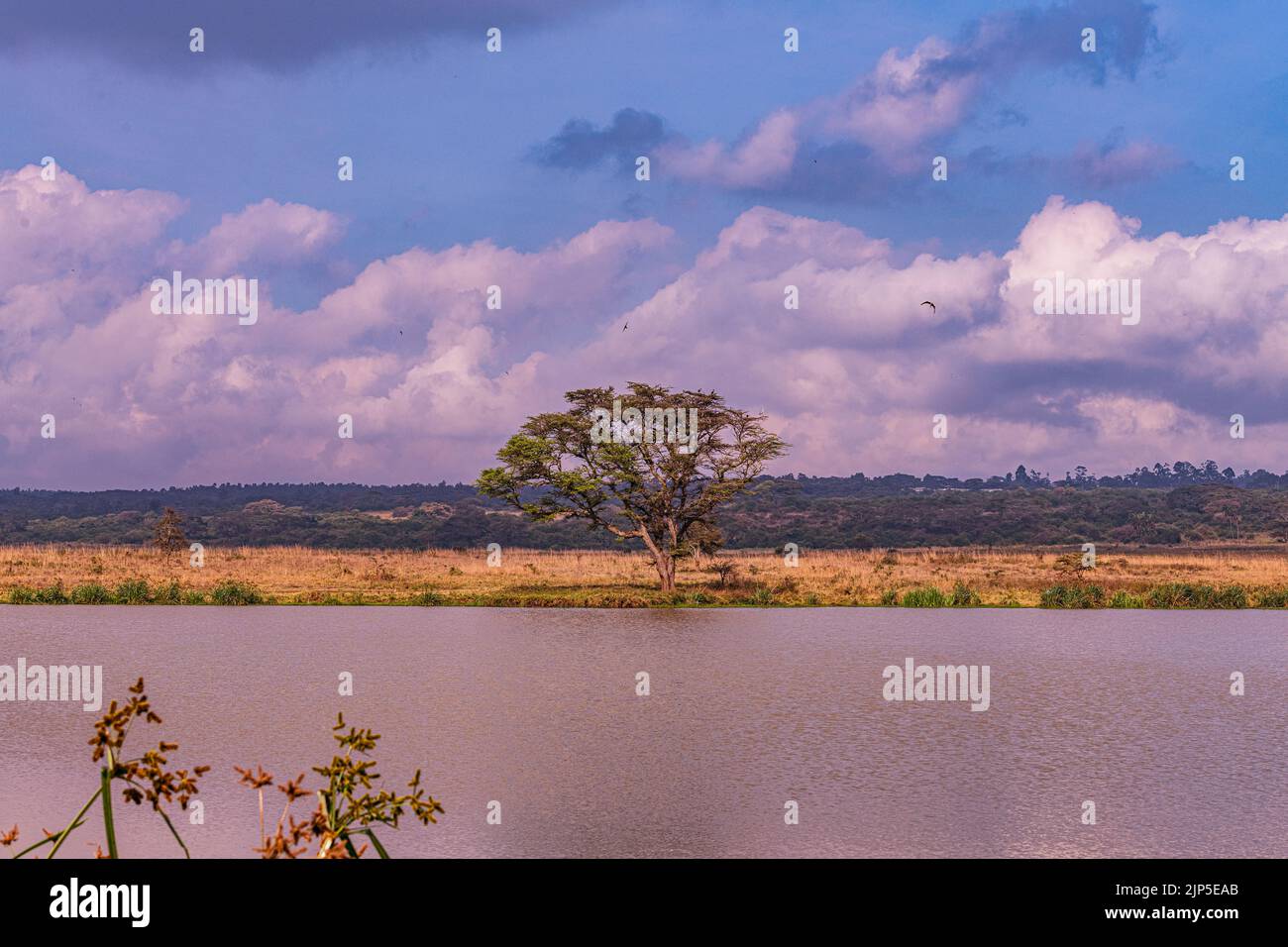 Nairobi City County Nationalpark Vögel Tiere Wildtiere Savanne Grasland Landschaften Panoramablick malerische Ausblicke magische Kenia Ostafrika Discovery Exp Stockfoto