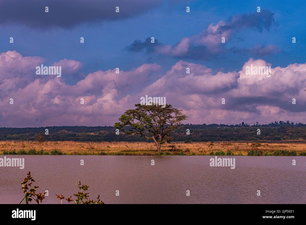 Nairobi City County Nationalpark Vögel Tiere Wildtiere Savanne Grasland Landschaften Panoramablick malerische Ausblicke magische Kenia Ostafrika Discovery Exp Stockfoto