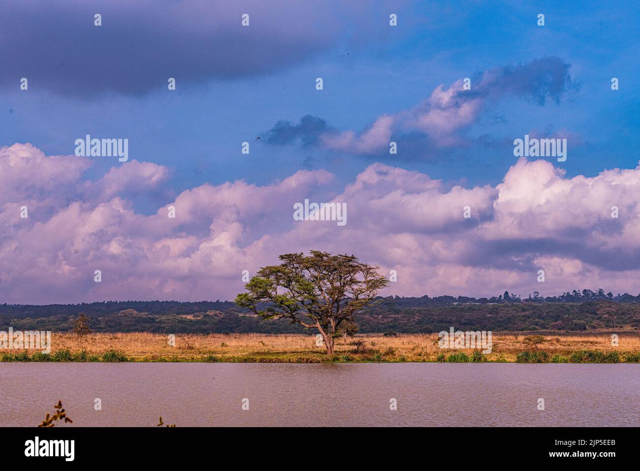 Nairobi City County Nationalpark Vögel Tiere Wildtiere Savanne Grasland Landschaften Panoramablick malerische Ausblicke magische Kenia Ostafrika Discovery Exp Stockfoto