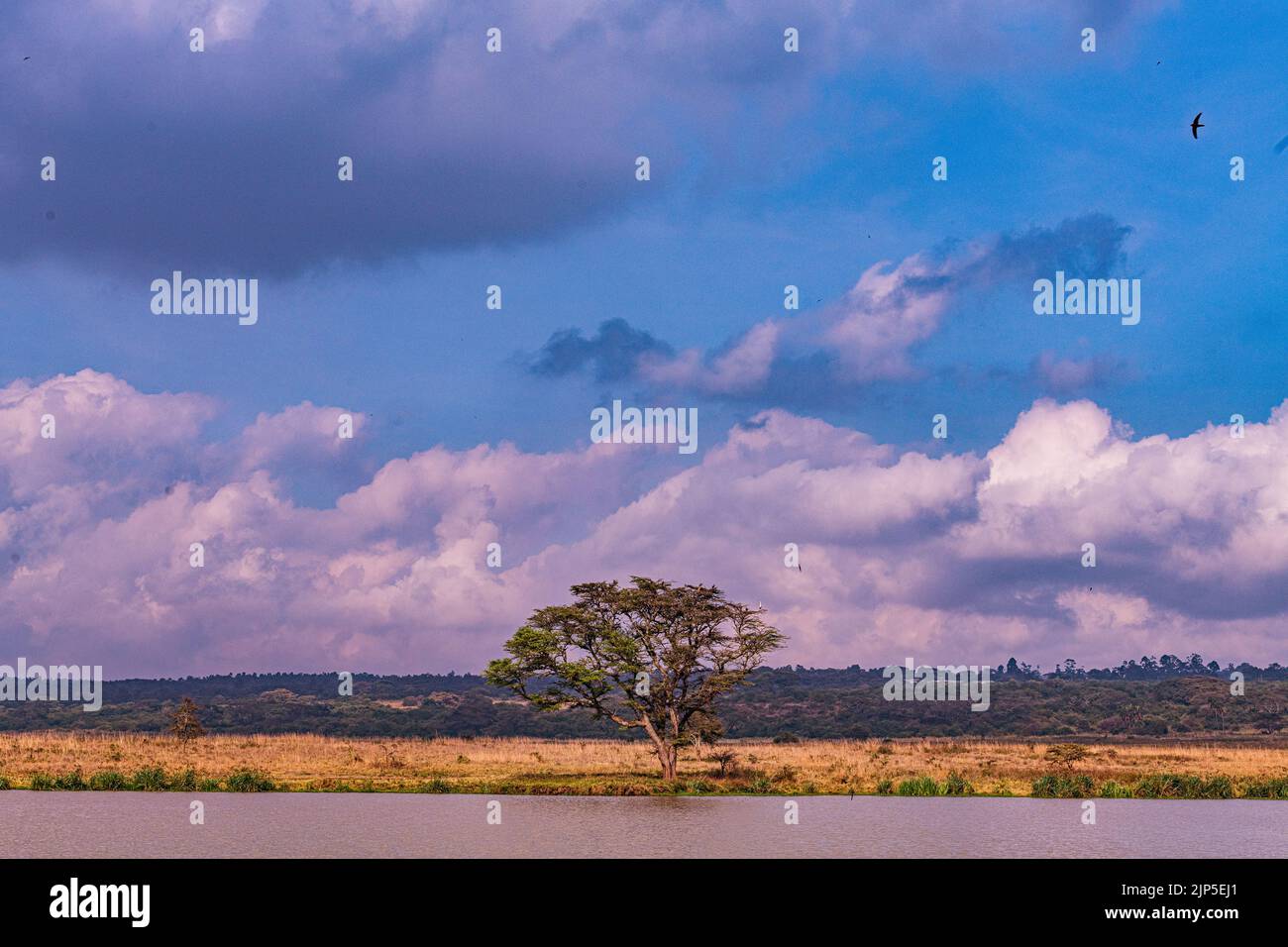 Nairobi City County Nationalpark Vögel Tiere Wildtiere Savanne Grasland Landschaften Panoramablick malerische Ausblicke magische Kenia Ostafrika Discovery Exp Stockfoto