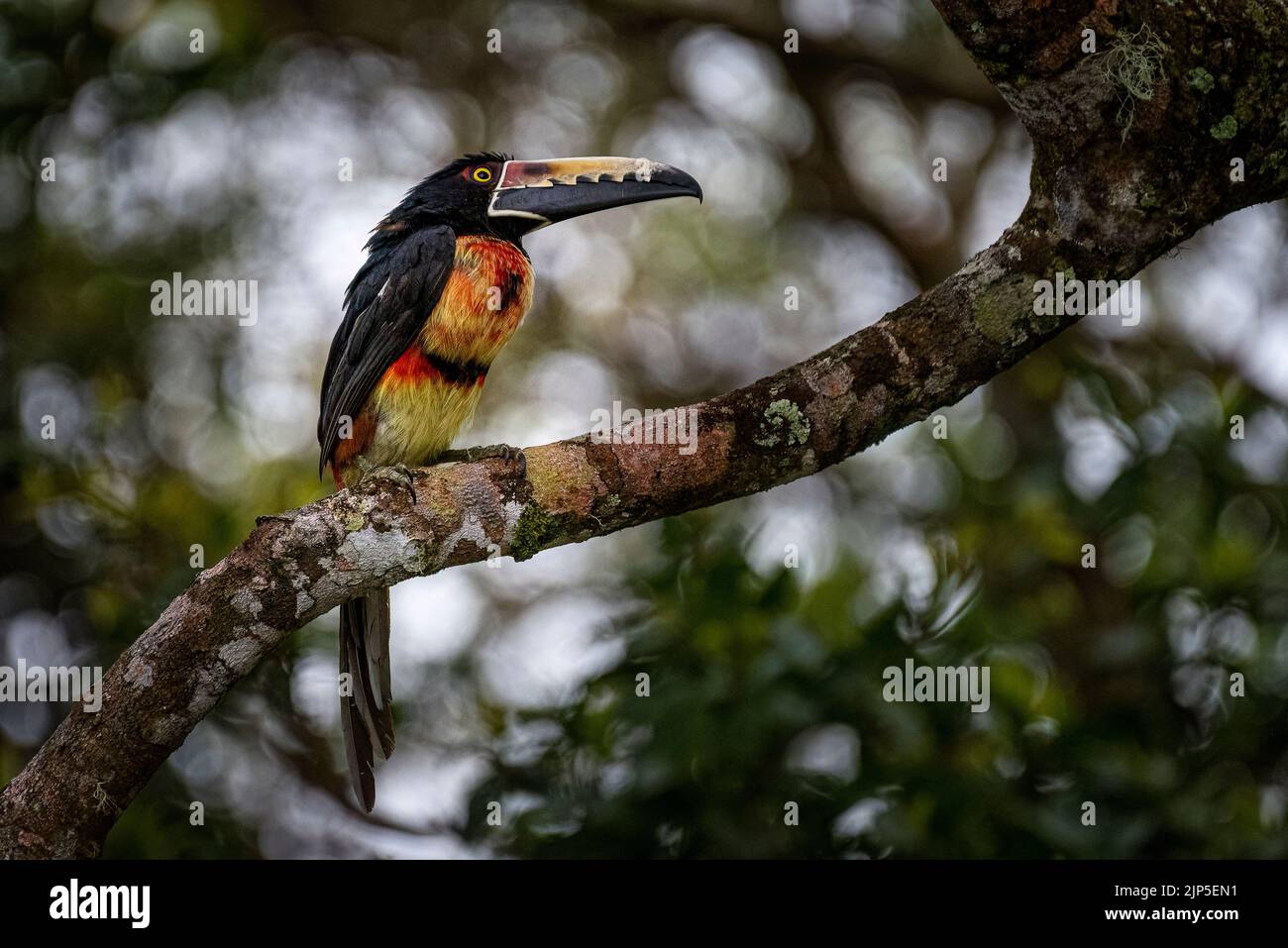 Colmared acarari aus nächster Nähe auf einem Baum im Regenwald von Panama Stockfoto