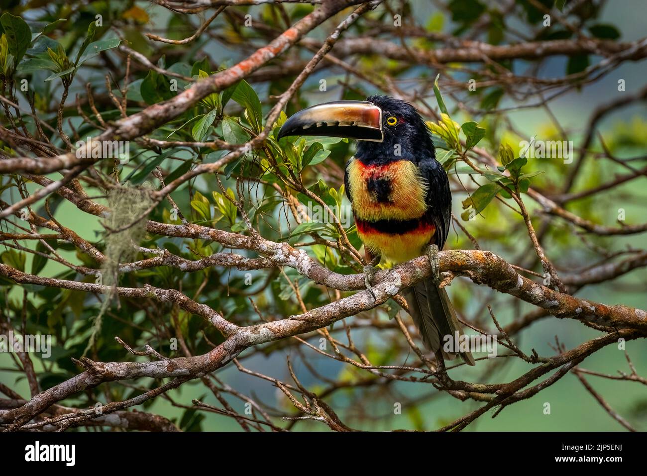 Colmared acarari aus nächster Nähe auf einem Baum im Regenwald von Panama Stockfoto