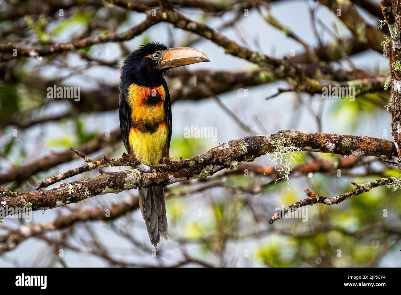 Junge Acarari-Küken mit Kragen saßen auf einem Baum im Regenwald von Panama Stockfoto