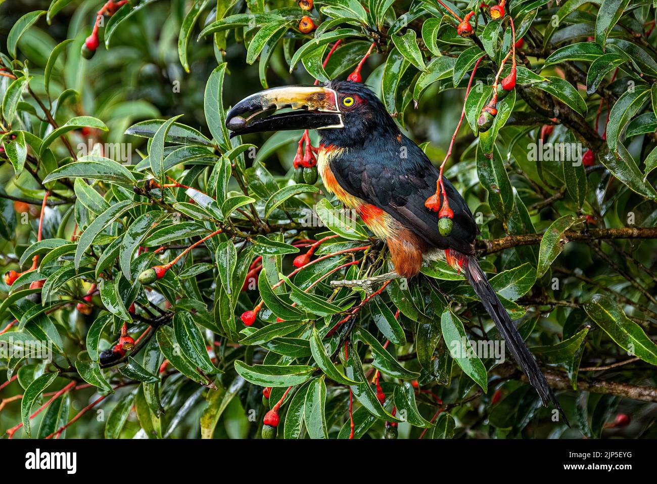 Colmared acarari thront auf einem Baum im Regenwald von Panama Stockfoto