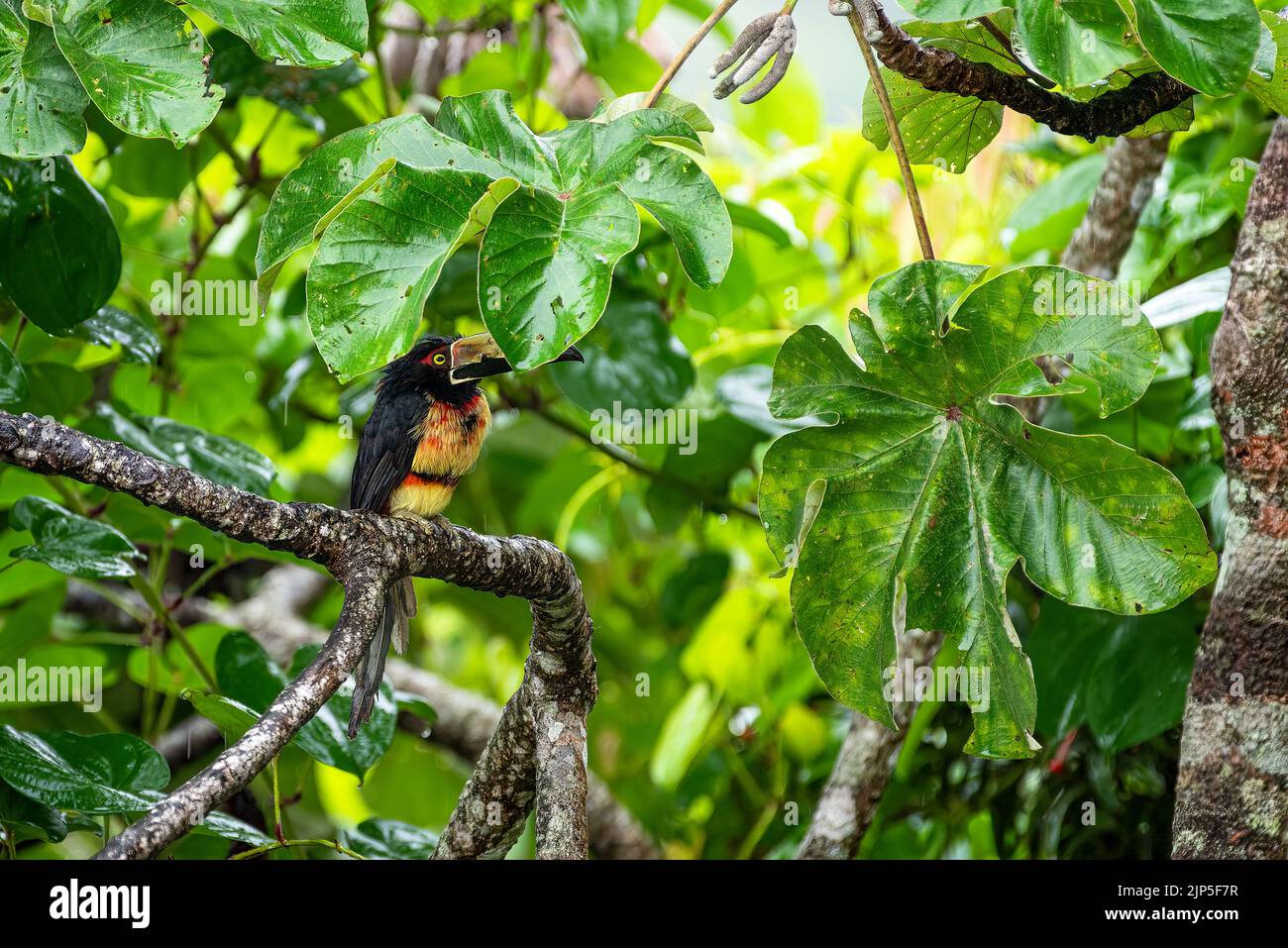 Unter den Blättern thronende Acarari, die in einem Baum im Regenwald von Panama vor dem Regen geschützt sind Stockfoto