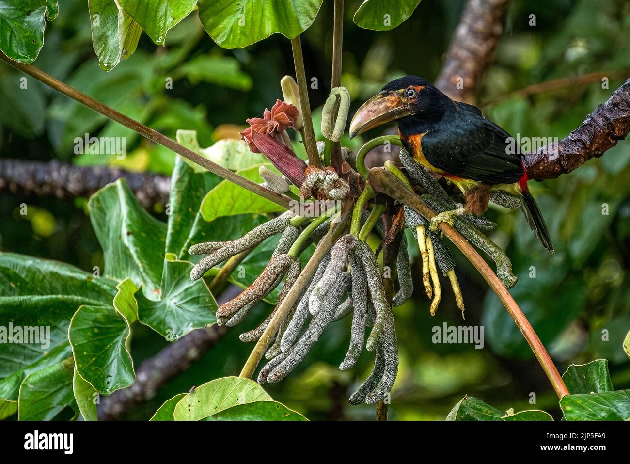Kragenakarari-Küken, die im Regenwald von Panama auf der Suche nach Nahrung auf einem Baum sind Stockfoto