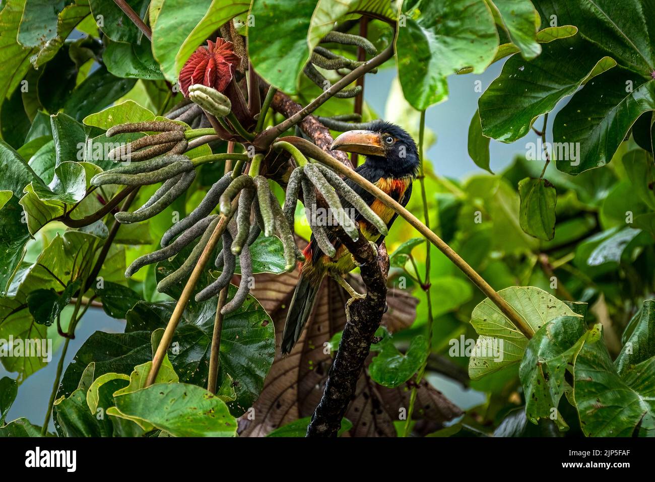 Kragenakarari-Küken, die im Regenwald von Panama auf der Suche nach Nahrung auf einem Baum sind Stockfoto