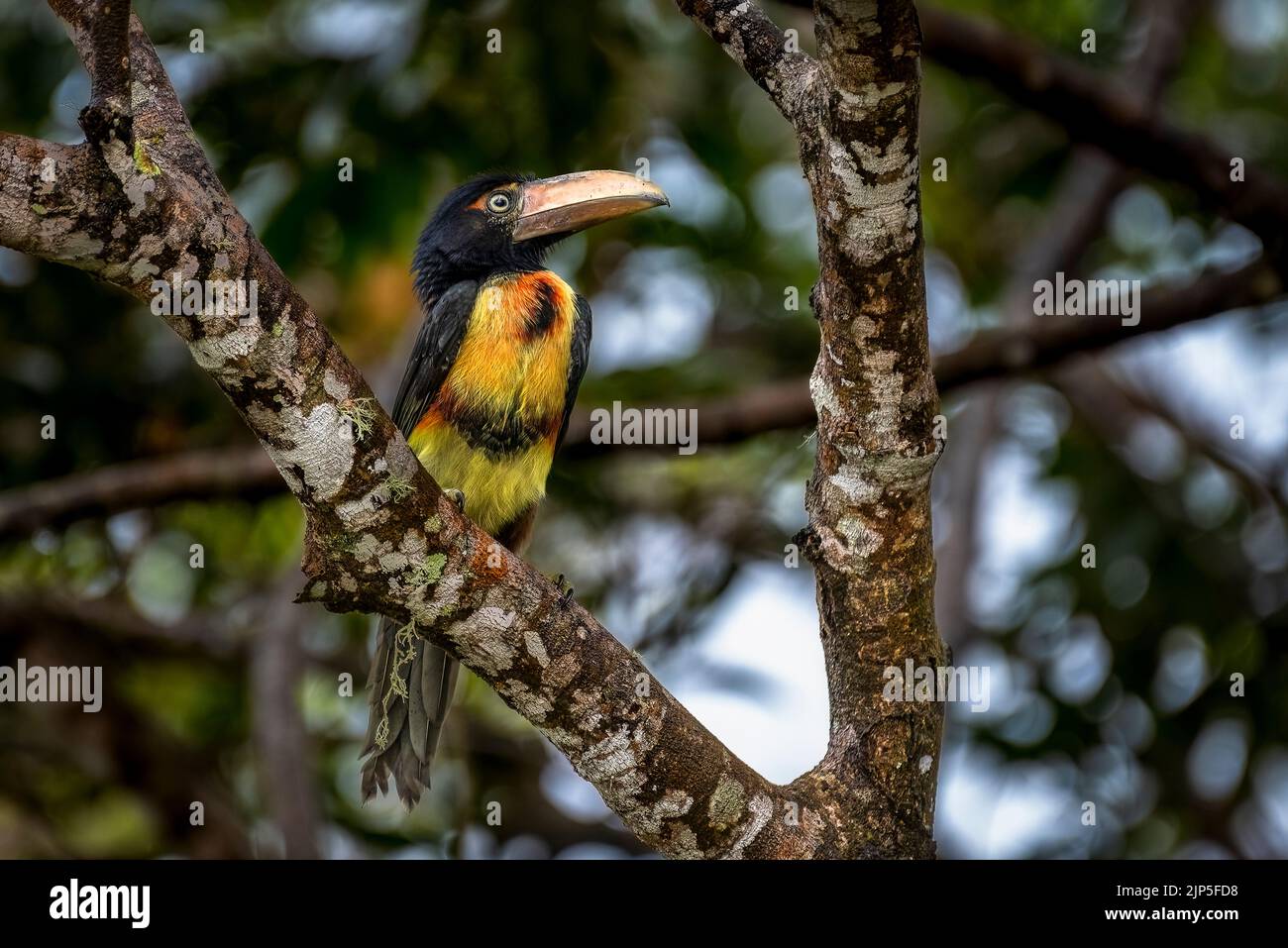 Junge Acarari-Küken mit Kragen saßen auf einem Baum im Regenwald von Panama Stockfoto