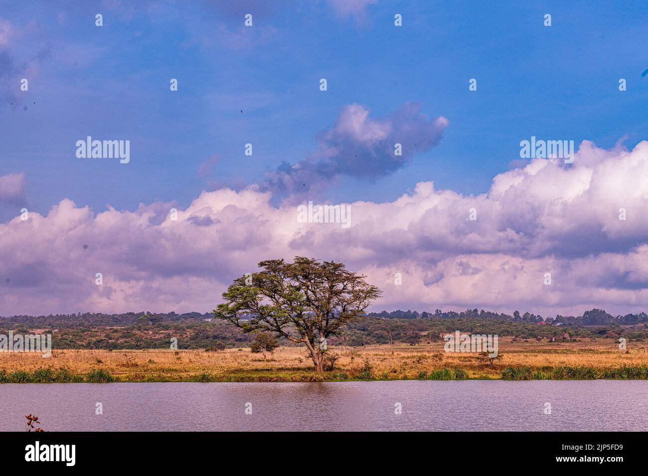 Nairobi City County Nationalpark Vögel Tiere Wildtiere Savanne Grasland Landschaften Panoramablick malerische Ausblicke magische Kenia Ostafrika Discovery Exp Stockfoto