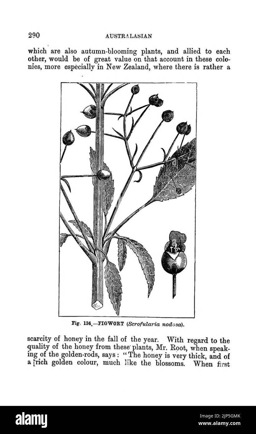 Das illustrierte australasiatische Bienenhandbuch und der komplette Leitfaden zur modernen Bienenkultur in der südlichen Hemisphäre Stockfoto