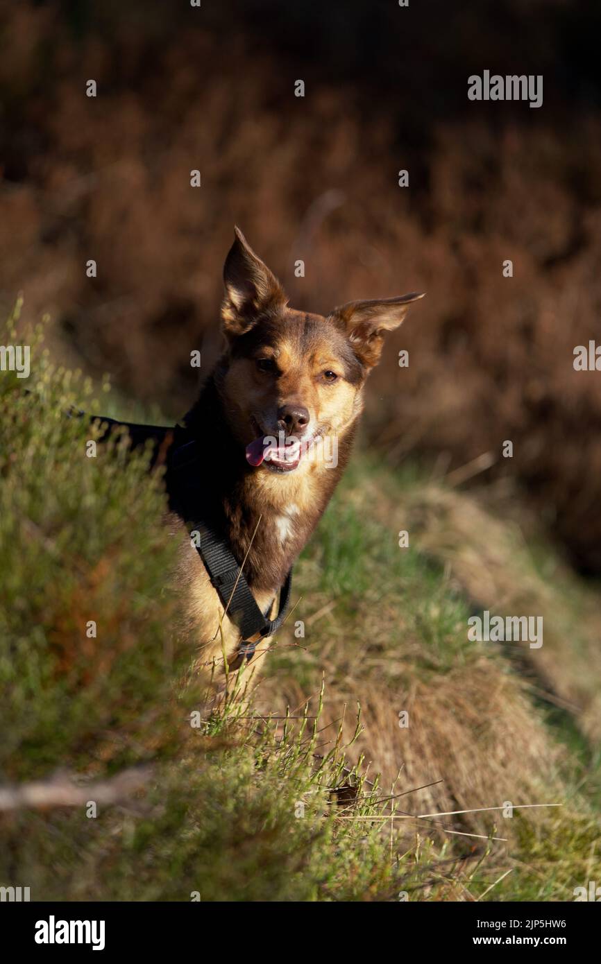 Brauner Hund Stockfoto