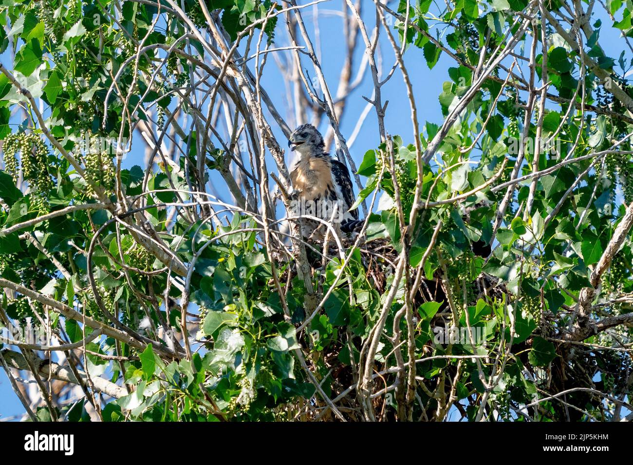 Ein junger Rotschwanzhake, der in seinem Nest steht, mit neuen goldenen Brustfedern, die sein Baby-Daunenpelz ersetzen. Stockfoto