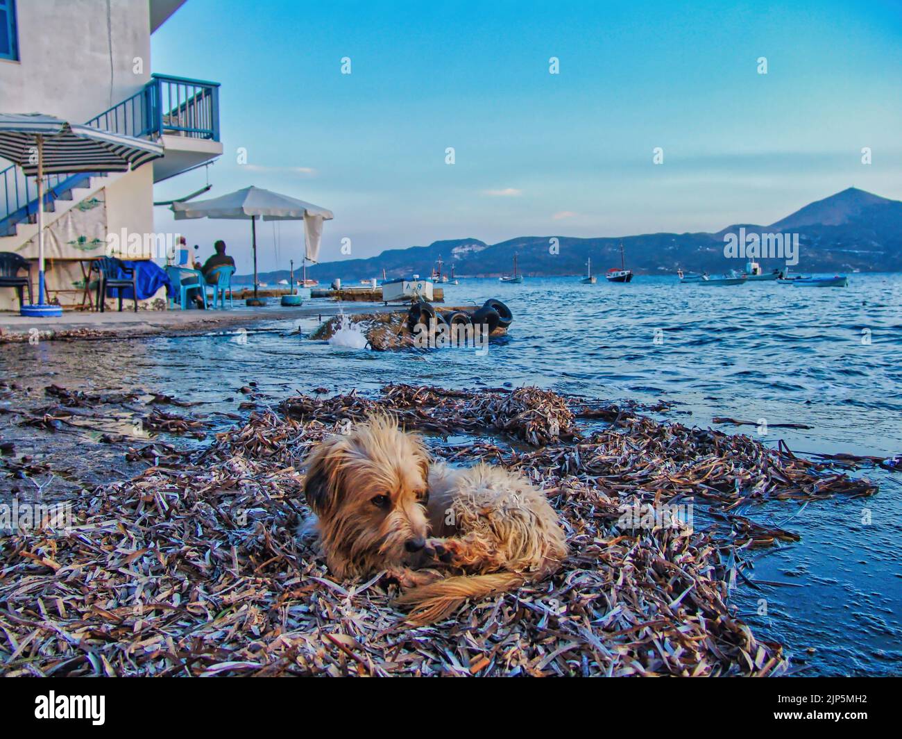 Ein süßer Hund am Ufer des Dorfes Klima auf der kykladischen Insel in Milos, Griechenland Stockfoto