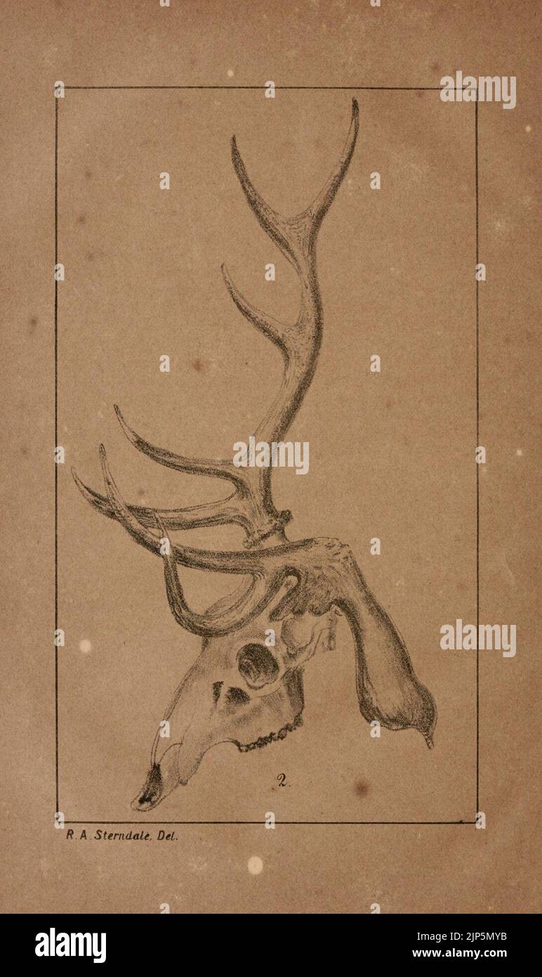 Das Journal der Bombay Natural History Society (Platte 5) (7652068134) Stockfoto
