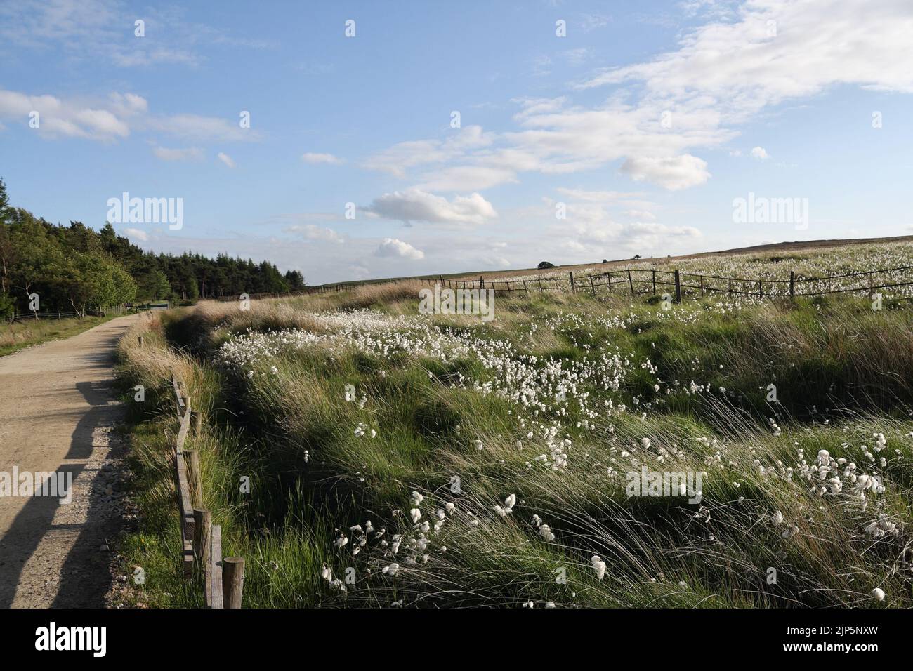 Baumwolle Gras auf moorland Derbyshire Peak District, England Großbritannien Stockfoto