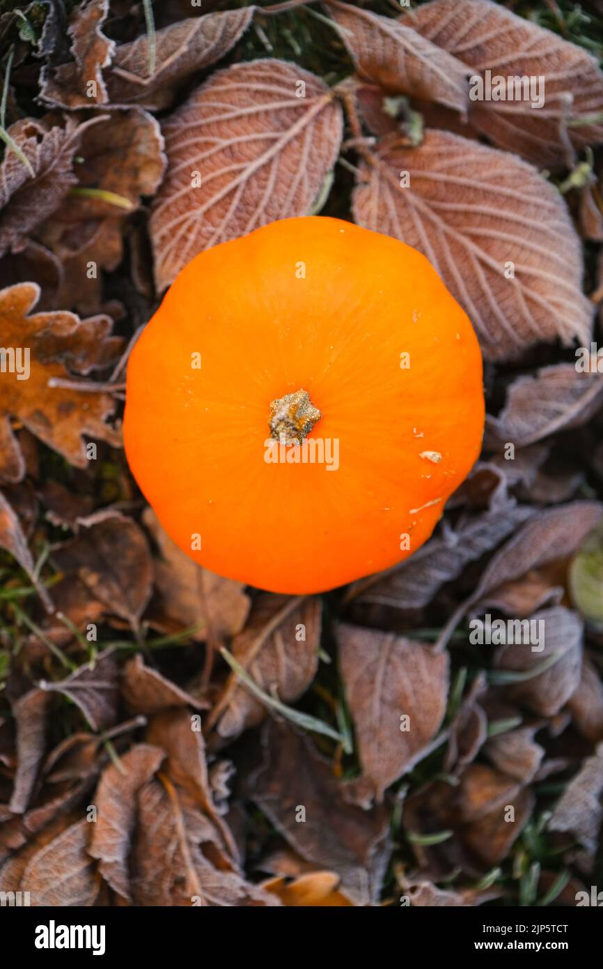 Herbstwetter. Kürbis in Blättern im Raureif.erste Fröste.Weißer Frost auf braunen Blättern. Wunderschöne Naturtapete. Stockfoto